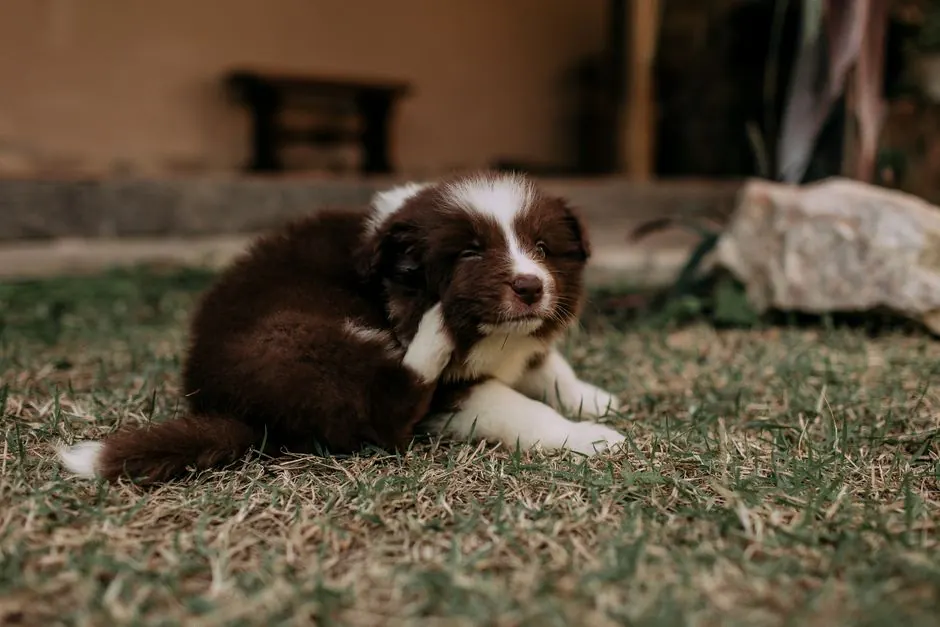 A cute Border Collie puppy resting on grassy lawn, enjoying a warm outdoor day.