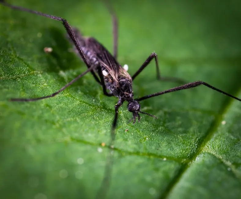 Detailed macro shot of a mosquito resting on a vibrant green leaf, showcasing its intricate features.